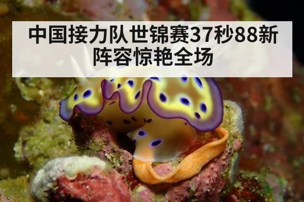 中国接力队世锦赛37秒88新阵容惊艳全场
